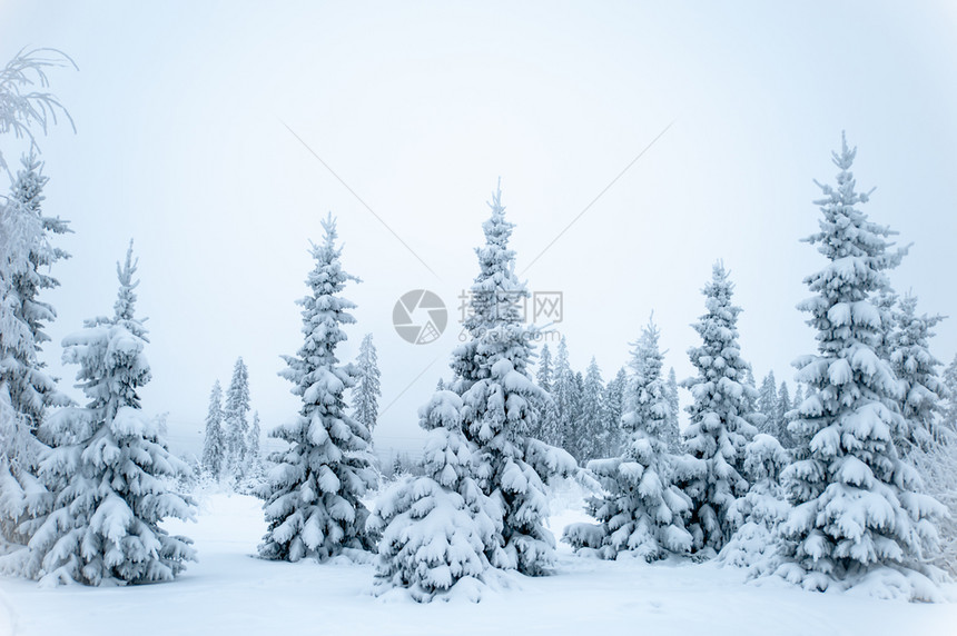 冬季风景雪中的松树图片