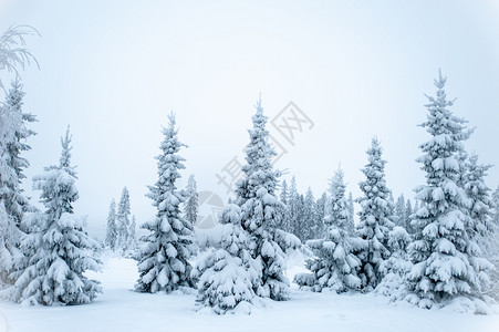 冬季风景雪中的松树图片