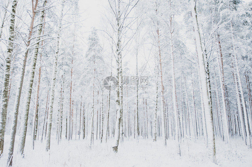 冬季风景雪中的冷杉图片