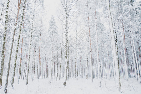 冬季风景雪中的冷杉图片