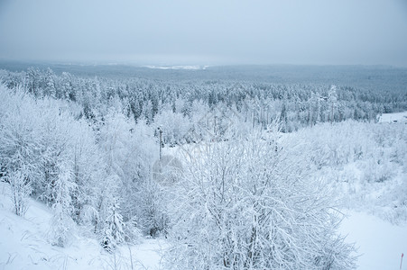 庆典新鲜的公园美丽冬季风景雪中的树木寒冷冬图片