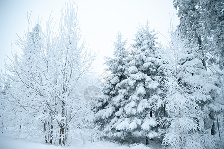 降雪霜美丽的冬季风景雪中的树木寒冷冬天图片