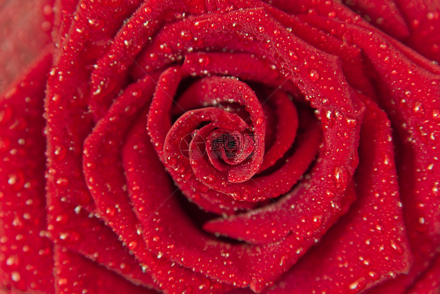 花深红玫瑰背景阴暗红玫瑰背景露水小滴紧贴黑暗红玫瑰雨滴绿色自然图片