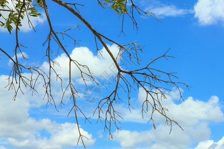 季节分支秋天蓝色空背景下的树枝状图片