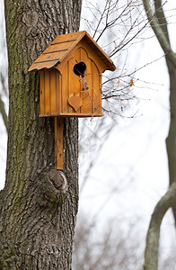八哥屋自然花园树上美丽的木鸟屋图片