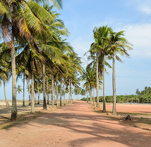 自然土壤排通往有椰子树的热带海滩小径图片