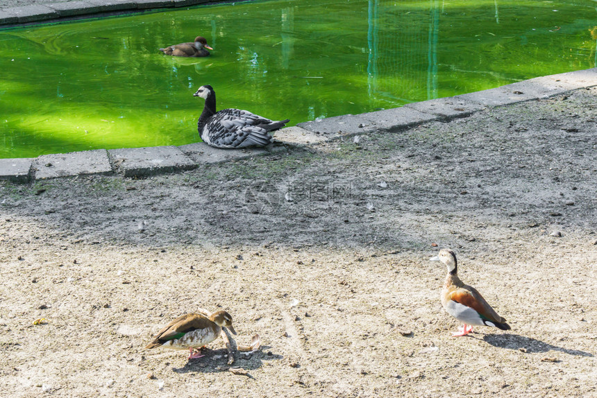 池塘中的鸭子群种类繁多白色的鹅混合图片