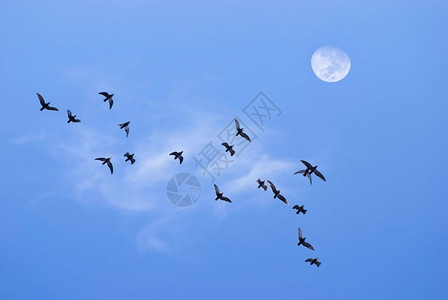和平朝向飞行傍晚时分向月亮的鸟儿图片