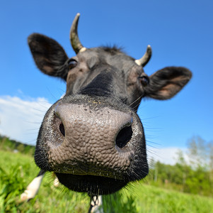 哺乳动物口农田大鼻子绿色田野背景大鼻子牛的肖像农场动物放牧牛图片