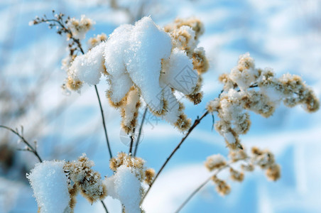 春天叶子水晶草地上的霜植物冰晶雪中草对着天空雪中的草对着天空地上的霜图片