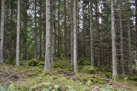 森林云杉美丽的树苗林长着高拔的树木省图片