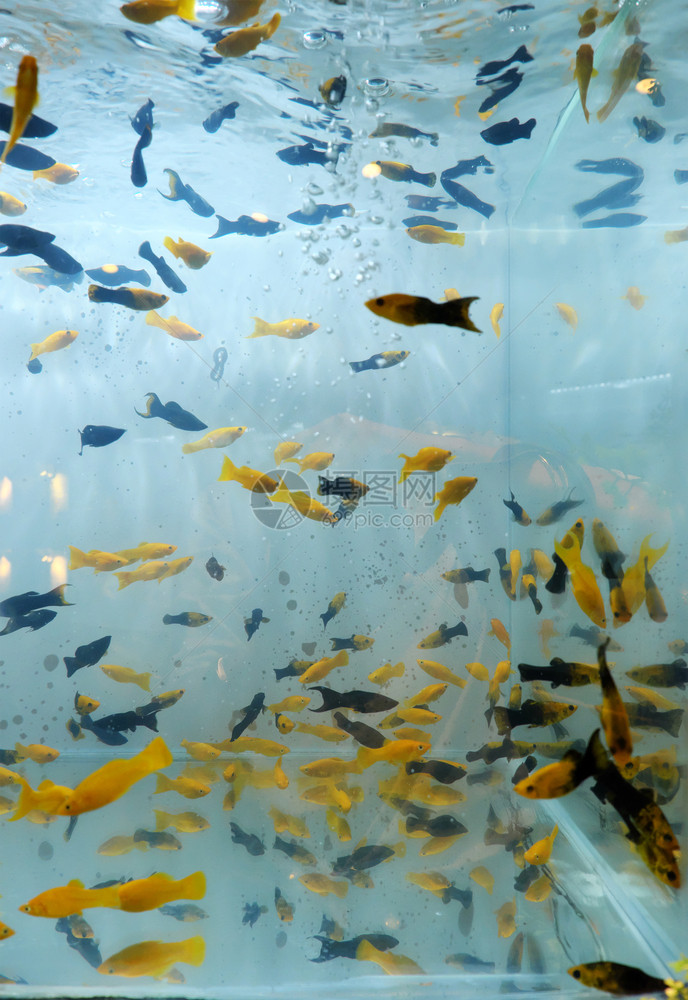 贸易亚洲一群装饰鱼在家里水族馆游泳可爱的图片
