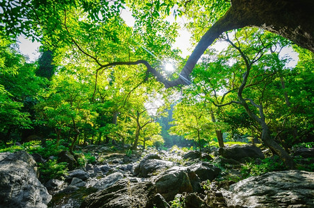 地标园林绿化森中的日出和绿树自然公园景观环境图片