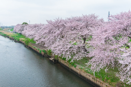 自然公园萨蒂玛粉红樱桃花朵全盛开日本图片