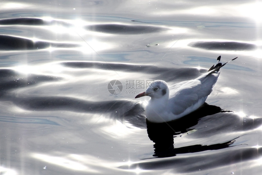 泰国湾沿的季节洄游海鸥行动迁徙的阳光图片