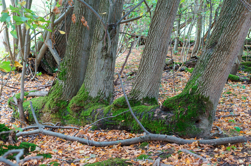 树木户外环境秋天的森林青苔中四棵树青苔中的四棵树秋天森林图片