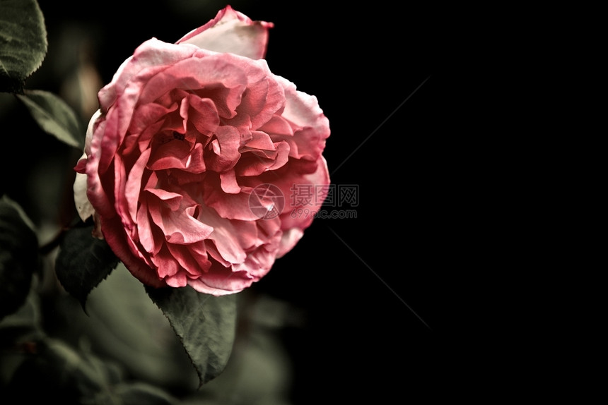 花园里的粉红玫瑰花园里的粉红玫瑰花开情人节投标图片