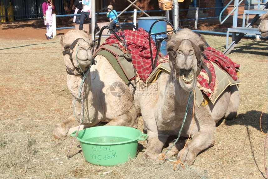 用于节日喜乐的骆驼休息有趣驯服脸图片
