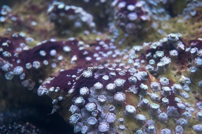 生活环境海洋水族馆中的葵下图片