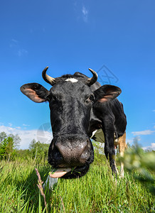 牛的肖像和大鼻涕在绿田农场动物的背景上牧牛眼睛好奇的鼻子图片