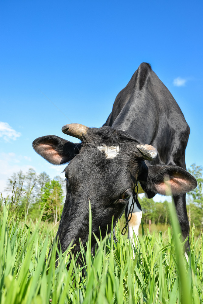 牛的肖像和大鼻涕在绿田农场动物的背景上牧牛年轻的草奶图片