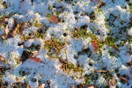 快乐的叶子公园第一雪绿色草地上的青雪下第一场图片