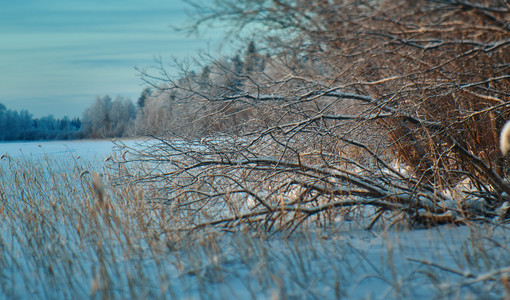 芦苇白色的场景冬季美丽圣诞风景冰冻和雪湖的海岸图片