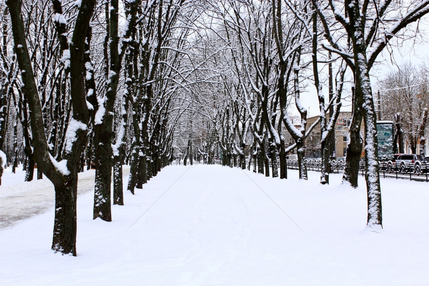 冬季公园有许多大树通往冬季的美丽公园许多大树和道路王冠城市图片