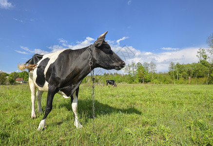 家畜斑一群牛在草地上吃一群牛在地上吃常设图片