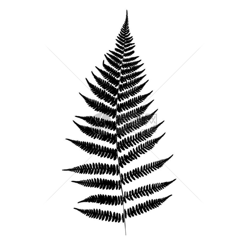 雨林分支植物Fern树叶环光片矢量插图图片