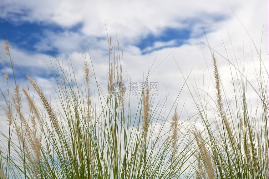 景观春天场青蓝空的草花田图片