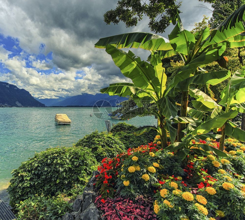 春天之前的日内瓦或莱曼湖瑞士日内瓦或莱曼湖瑞士花园旅行棕榈图片