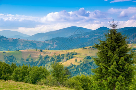 美丽的草地夏季喀尔巴阡山脉绿色牧场和森林喀尔巴阡山和牧草晴天图片