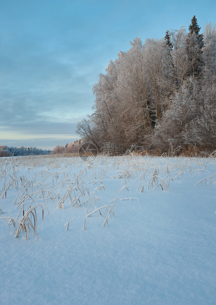 冬季美丽的圣诞风景冰冻和雪湖的海岸木头冬天霜图片