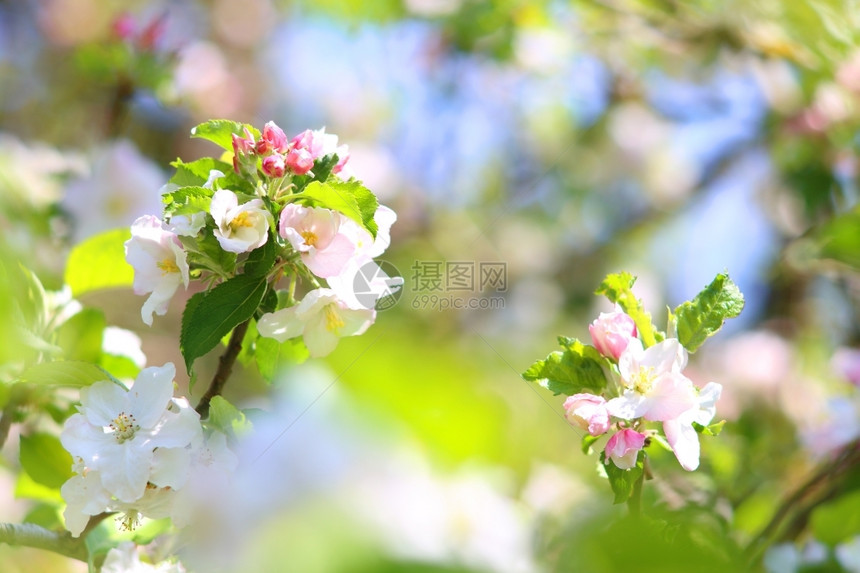 自然分支叶子春天的苹果树开花图片