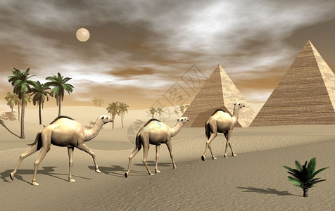 非洲骆驼树天空三只骆驼走在沙漠的金字塔上通过棕色日落和满月3D转化数字的设计图片