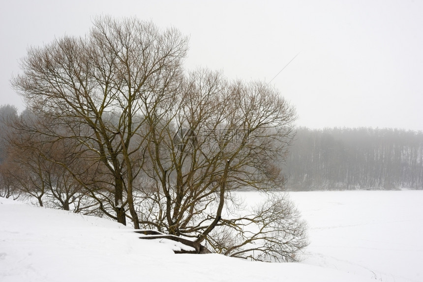 水平的温度寒冷冬季积雪河岸冰水和树木图片