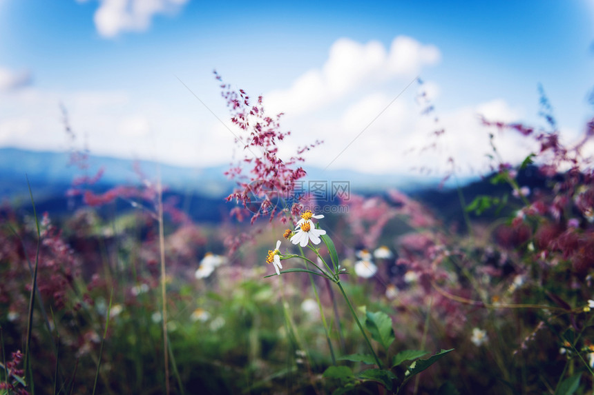 美丽的花园盛开在山地景观上紧贴白花图片