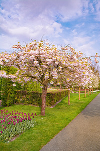 利瑟公园里的春天荷兰利塞公园里的春天自然生态图片