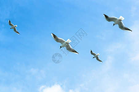 加里宁格勒天空中四只鸟蓝底海鸥上的蓝底的一种飞行图片