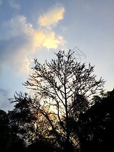 树上的日落出天空粉色的阳光太图片