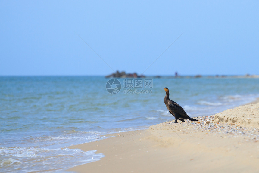 坐在海边的黑焦兰观鸟环境图片