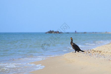坐在海边的黑焦兰观鸟环境图片