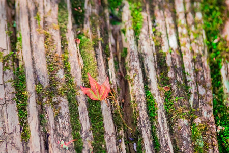 木头树苔藓旧林的秋叶图片