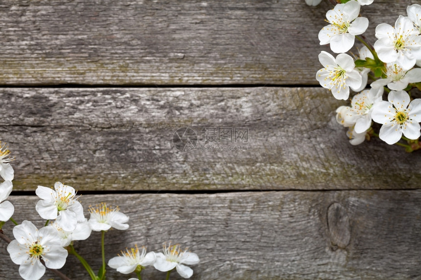 木制桌上的樱花之春本底边界木制的新鲜图片