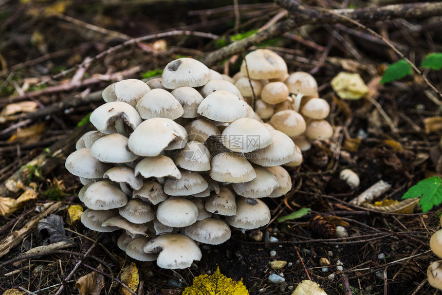 森林里的蘑菇群图片