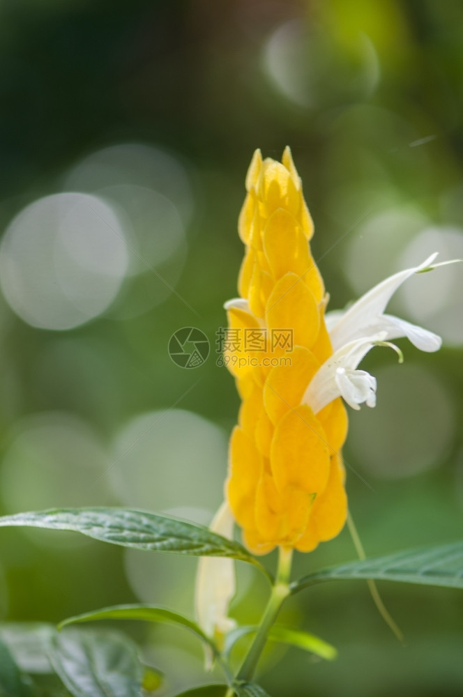 反射雨林中多彩的花朵香气束图片