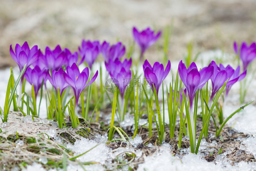 季节环境花的紫罗兰在雪中生长图片