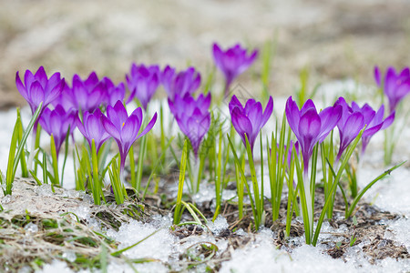 季节环境花的紫罗兰在雪中生长图片
