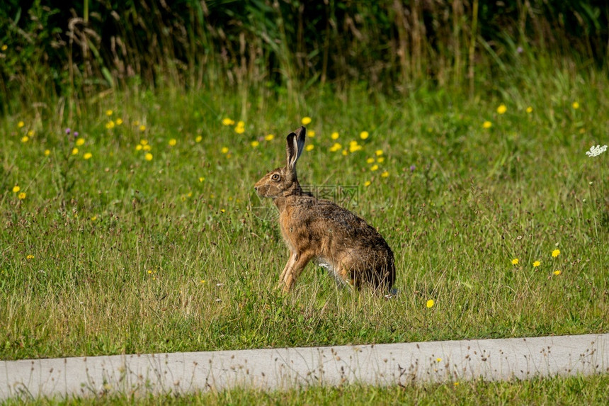 天兔经过棕坐在路边的一棵草地上在片棕山滨人们图片